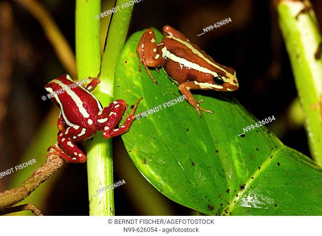 Three-striped Poison Frog (Epipedobates tricolor). Rainforest. Peru