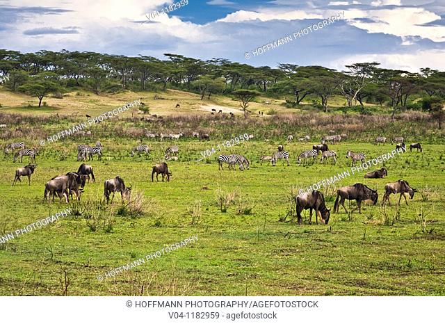 Some wildebeest (Connochaetes taurinus mearnsi) and Burchell's zebras (Equus burchelli) grazing on the plains of the Serengeti National Park in Tanzania, Africa