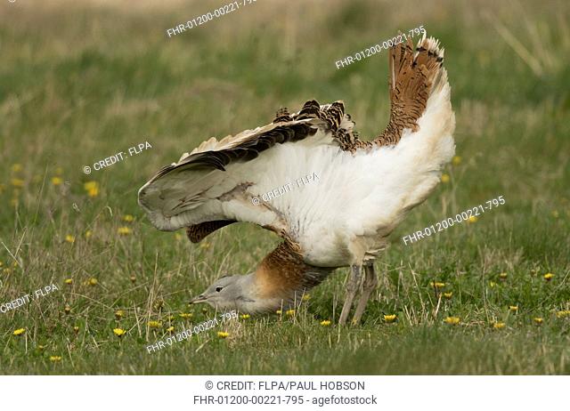 Great Bustard (Otis tarda) adult male, stretching wings, released in reintroduction project, Wiltshire, England, April
