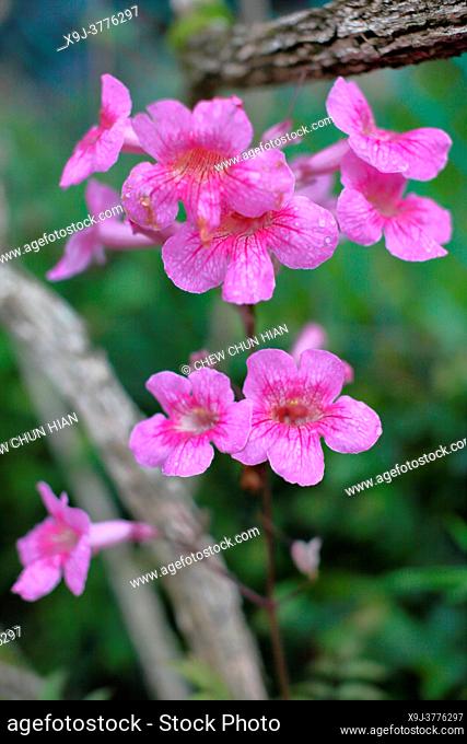 Garden flower, pink trumpet vine