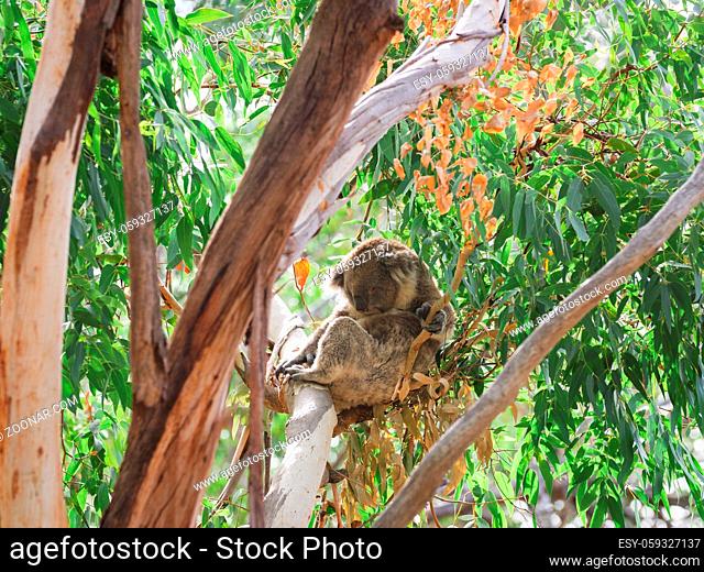sleepy Koala on the tree, Australia