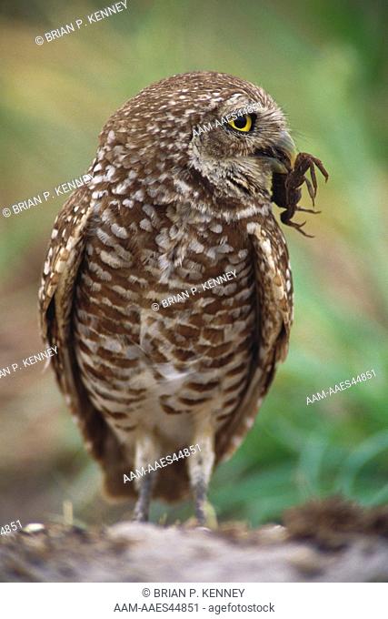Burrowing Owl (Athene cunicularia floridana) with Crab Prey, Florida