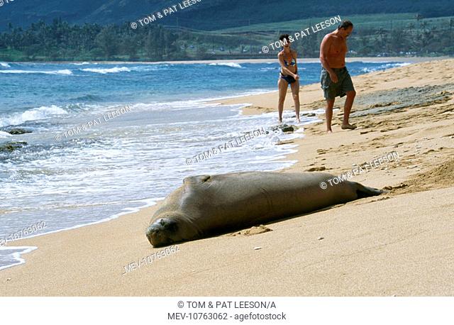 Hawaiian Monk Seal - resting on beach (Monachus schaauinslandi)