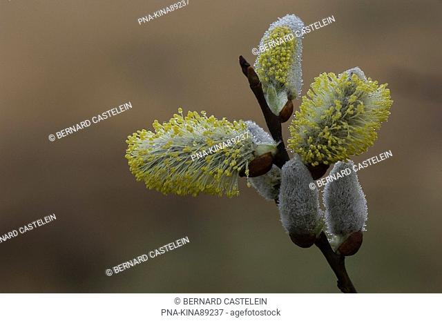 Willow Salix - Wuustwezel, Antwerp, Flanders, Belgium, Europe