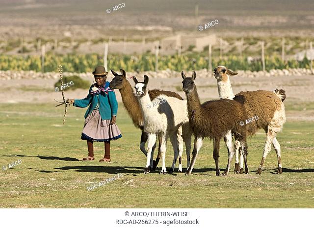 Bolivian woman herding Llamas, San Juan, Potosi, Bolivia / Lama glama / Llama