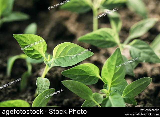 Group Young Sprouts With Green Leaf Or Leaves Growing From Soil. Spring Concept Of New Life. Start Of The Growing Season