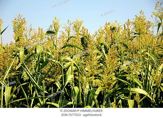 Sorghum sudanense, Sudan-Hirse, Sudangrass
