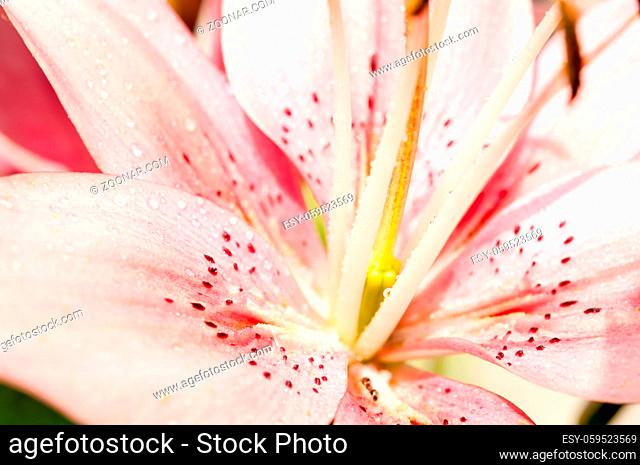 Pink lily flower in a garden after rain