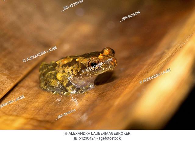 Narrow mouthed frog (Anodonthyla moramora) in a bamboo shoot, rainforest of Ranomafana National Park, Southern Highlands, Madagascar
