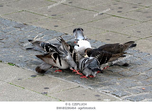 domestic pigeon (Columba livia f. domestica), on a pavement pecking fodder, Germany, North Rhine-Westphalia