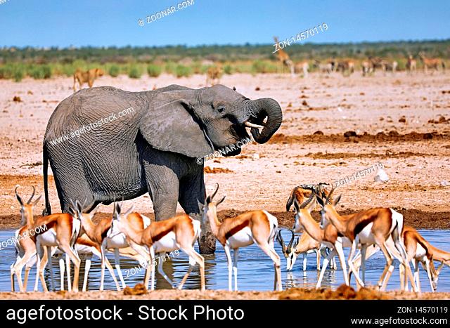 Elefant am Wasserloch, Etosha-Nationalpark, Namibia, (Loxodonta africana) | elephant at the waterhole, Etosha National Park, Namibia, (Loxodonta africana)