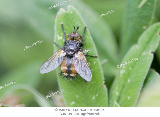 Tachina fera, parasiticTachinid fly. Length 9-14mm. Wingspan 16-27mm. Body is orangish with black stripe along the center with bristly black hairs at rump