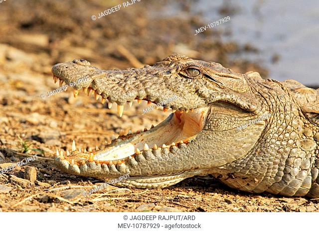 Marsh Crocodile basking under the sun