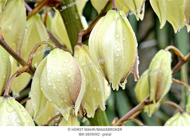 Adam's Needle, Spanish Bayonet or Spoon-leaf Yucca (Yucca filamentosa) during rain, Canton of Tessin, Switzerland