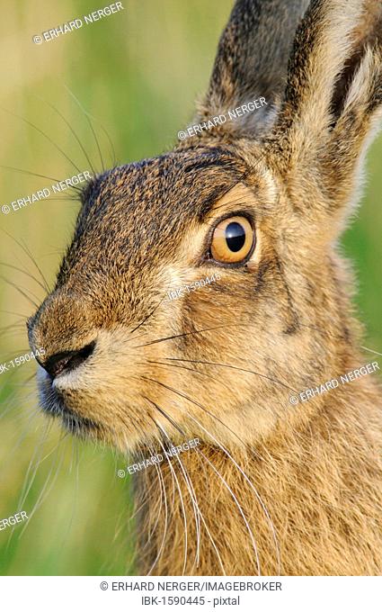 Hare (Lepus europaeus), portrait