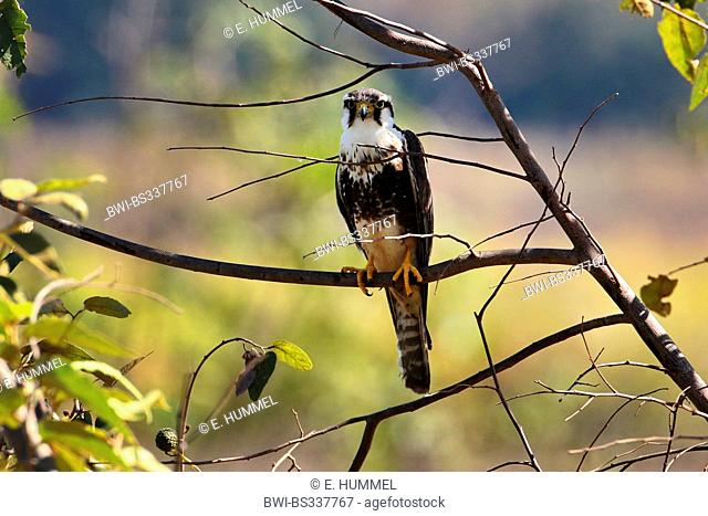 aplomado falcon (Falco femoralis), sitting on a branch, Brazil, Mato Grosso do Sul