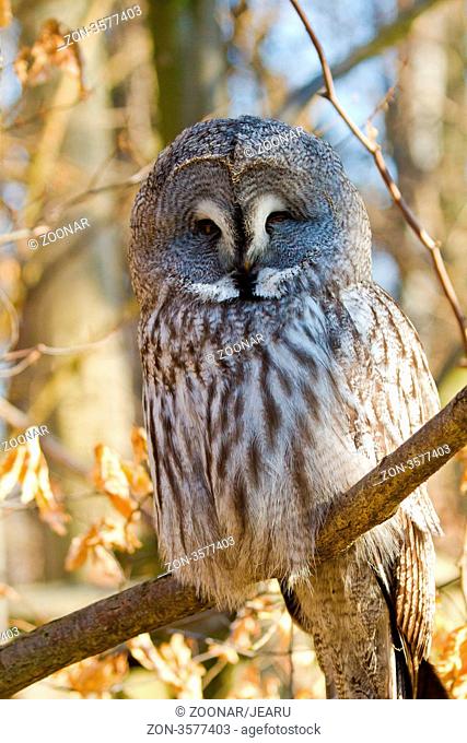 Great Grey Owl or Lapland Owl Strix nebulosa