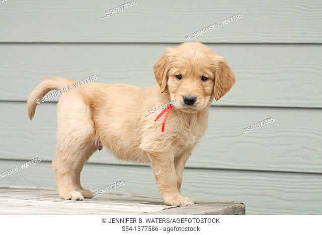 A Golden Retriever puppy, six weeks old