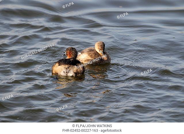 Little Grebe Tachybaptus ruficollis adult pair, summer plumage, male greeting female with whinnying trill after chasing of intruding rival