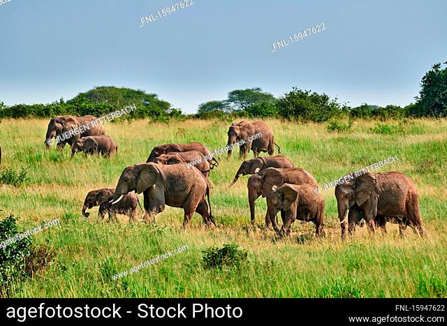 African elephant, Loxodonta africana, Tarangire National Park, Tanzania, East Africa, Africa