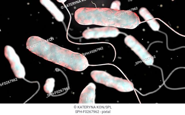Legionnaires' disease bacteria. Computer illustration of Legionella pneumophila bacteria, the cause of Legionnaires' disease