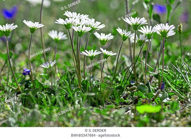 Aster bellidiastrum (Aster bellidiastrum, Bellidiastrum michelii), several flowering Aster bellidiastrum, Austria, Kaernten, Dobratsch