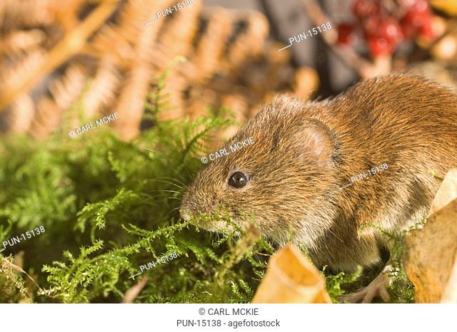 Short-tailed field vole Microtus Agrestis foraging amongst leaf litter and moss in late autumn, England