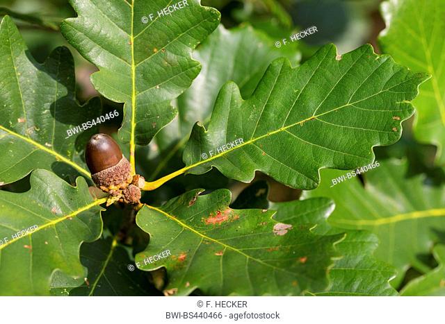 Sessile oak (Quercus petraea, Quercus sessilis), branch with acorn, Germany
