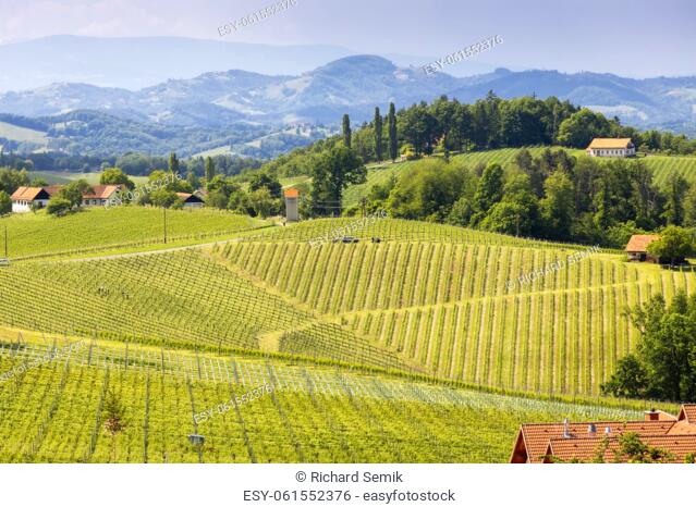 vineyard at the Austrian Slovenian border in Styria