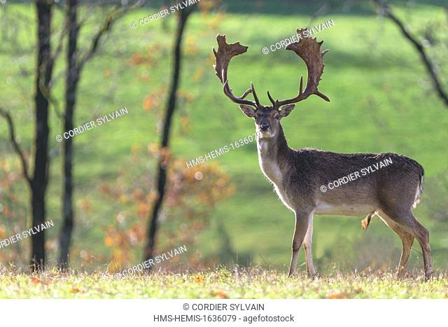 France, Haute Saone, Private park, Fallow Deer (Dama dama), buck