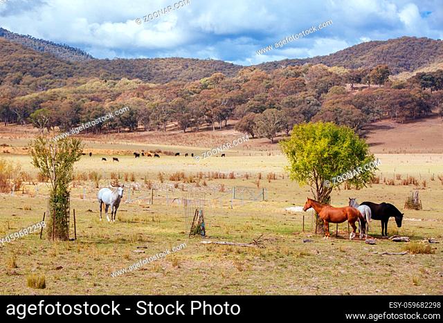 Horses near the Alpine Way road near Khancoban on a sunny autumn day in New South Wales, Australia