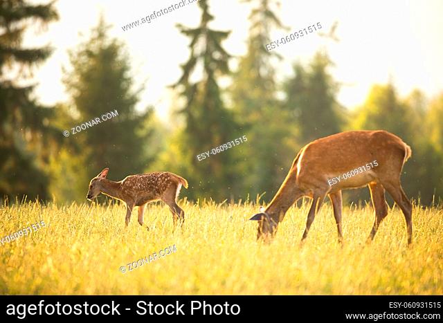 Young spotted red deer, cervus elaphus, fawn and hind grazing on meadow in summer at sunset. Female mammal and her offspring feeding on grass in nature