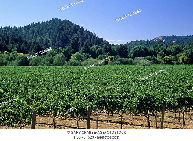 Vineyards at Korbel, Guerneville, Sonoma County, California