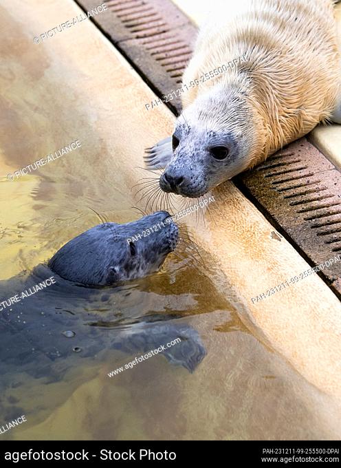 11 December 2023, Scheswig-Holstein, Friedrichskoog: The female gray seals Toni (l) and Hätti wrestle in a water basin in the breeding area at the...