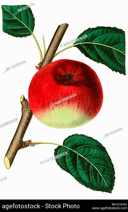 Apfel, Apfelsorte, the Fearns pippin apple, digitale Reproduktion einer Originalvorlage aus dem 19. Jahrhundert, Originaldatum nicht bekannt