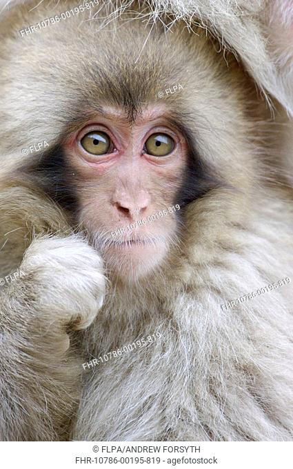 Japanese Macaque Macaca fuscata baby, close-up of head, Jigokudani, Honshu, Japan