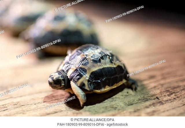 27.08.2018, Lower Saxony, Hanover: The newborn Madagascan spider turtle (r) sits on a wooden plate together with the older siblings at the Hanover Zoo