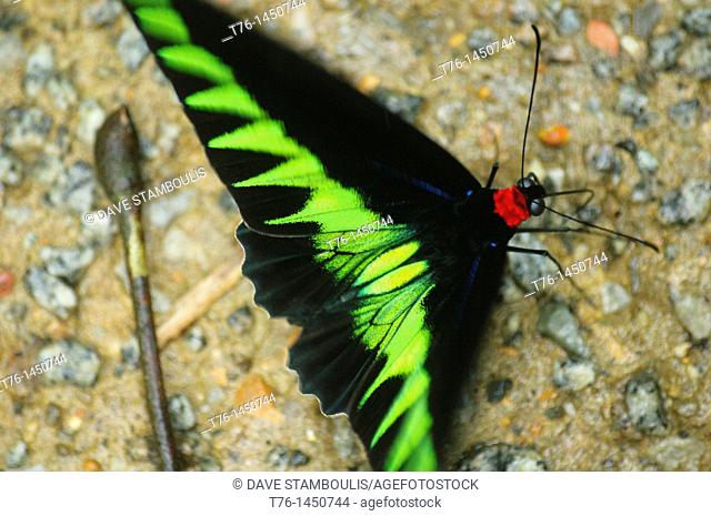 Rajah Brooks butterfly Trogonoptera brookiana flapping its wings in Mulu National Park, Sarawak, Borneo, Malaysia