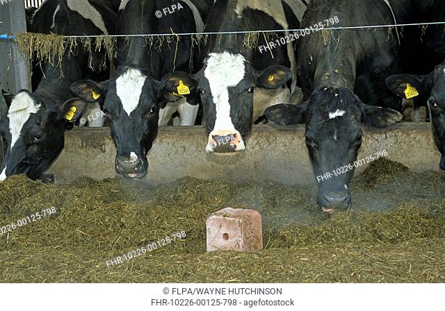 Domestic Cattle, Holstein Friesian cows, feeding on silage, with salt lick, Cumbria England, march