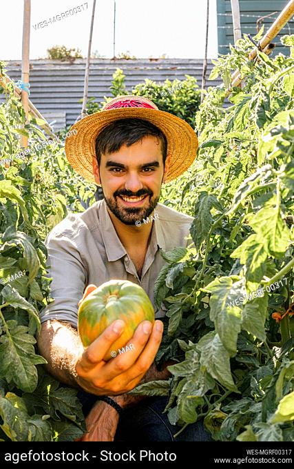 Happy young man wearing straw hat showing beefsteak tomato amidst plants in vegetable garden