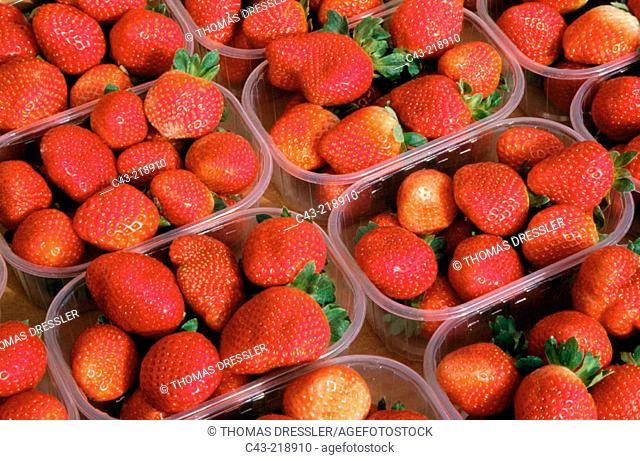 Strawberries, cultivated near Lepe. Huelva province. Andalusia. Spain