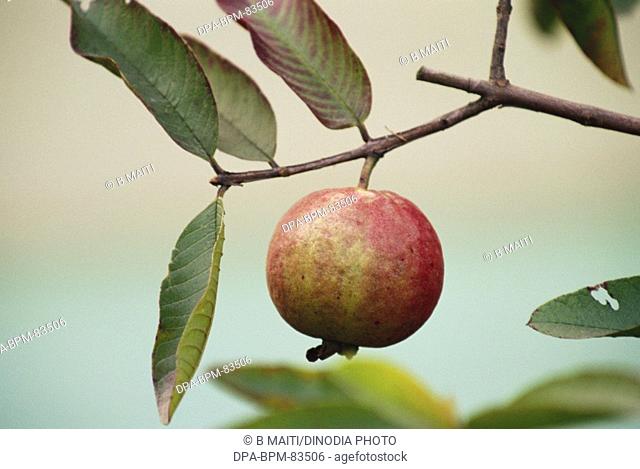 fruits , red guava , india