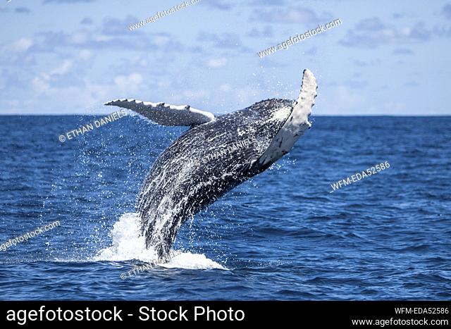 Breaching Humpback Whale, Megaptera novaeangliae, Silver Bank, Atlantic Ocean, Dominican Republic