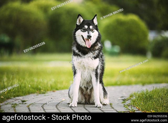 Husky Dog Sit In Walkway. Summer Park. Funny Lovely Pet Dog