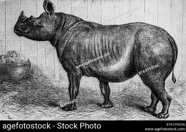 rhinoceros has two horns from high nubia, the illustrious universe, publisher michel levy 1868