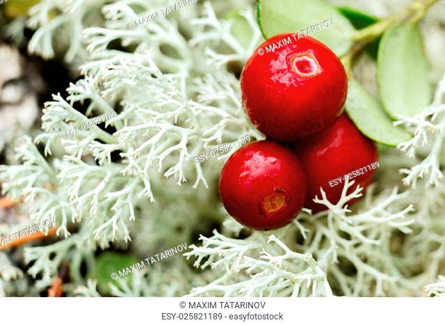 Wild Cowberry (foxberry, lingonberry) in natural environment. Selective focus