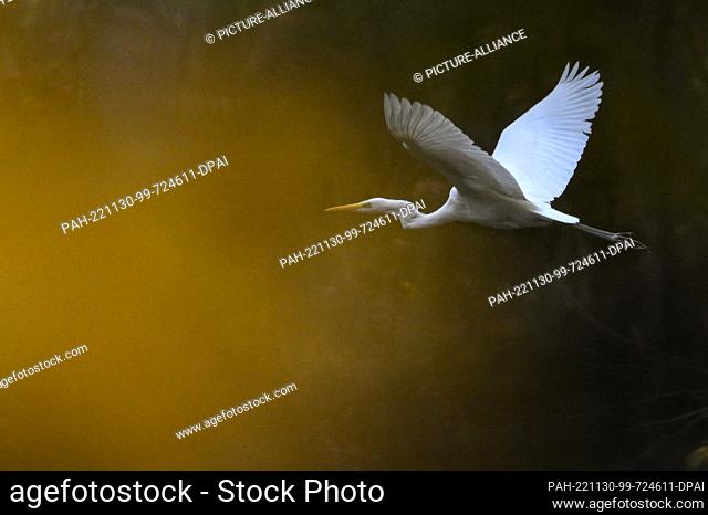30 November 2022, Hessen, Frankfurt/Main: A great egret flies over the Jacobiweiher in the autumn colored Frankfurt city forest