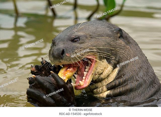 Giant Brasilian Otter eating fish Pantanal Brazil Anodorhynchus hyacinthinus