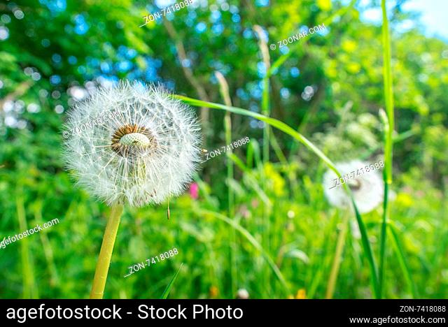 White dandelion flowers in green grass