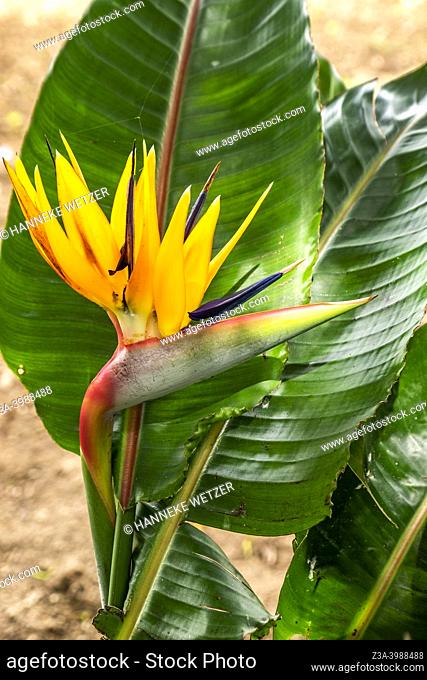 Furnas, Sao Miguel Island, Azores, Portugal: closeup of a crane flower (Strelitzia reginae) in a botanical garden